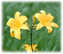 �ԁ@�j�b�R�E�L�X�Q