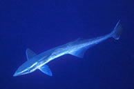 �R�o���U��