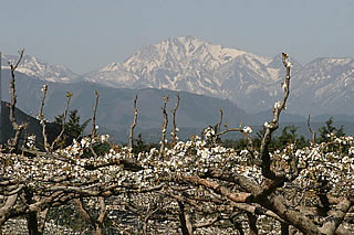 ��R�i��������j�Ɨ��̉� 