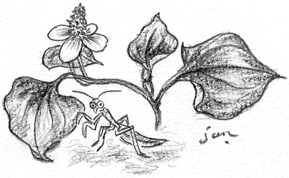 �u�h�N�_�~�̗F�v�ɓ����q�����